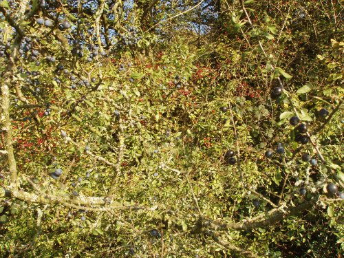 Sloe, Hawthorn and Holly berries